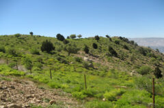 ذخیرگاه‌های جنگلی خوزستان، گنجینه‌ای در آستانه نابودی