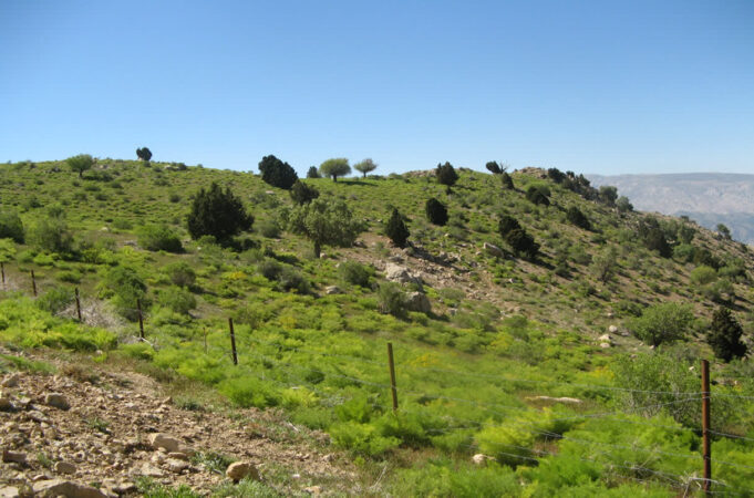 ذخیرگاه‌های جنگلی خوزستان، گنجینه‌ای در آستانه نابودی