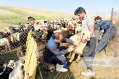 اردوی جهادی دامپزشکی در شهرستان گتوند برگزار شد