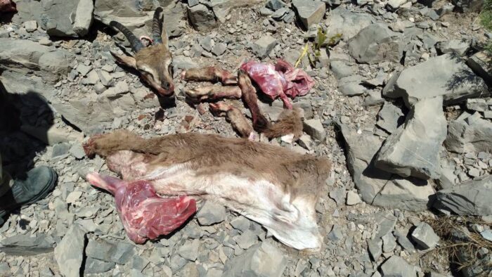 شناسایی دو نفر شکارچی متخلف در ارتفاعات صعب‌ العبور کوه کینو شهرستان اندیکا 