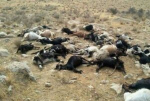تلف شدن ۲۴۰ رأس دام عشایری بر اثر سیلاب در دزفول