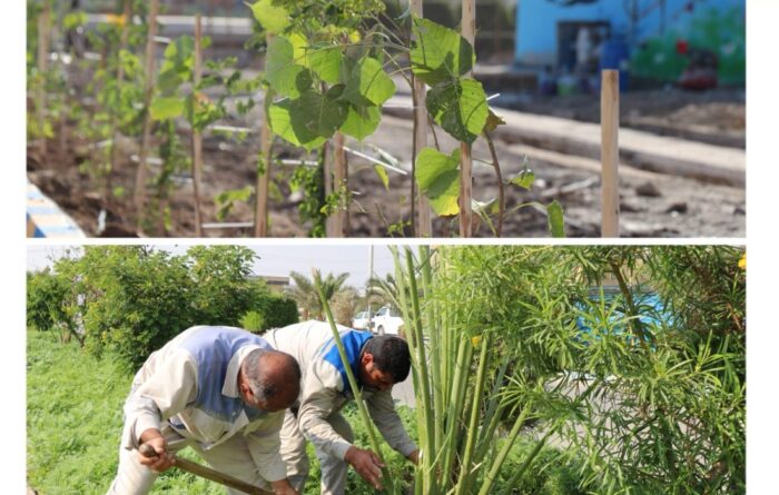 مجتمع پتروشیمی اروند با کاشت درختان مثمر ثمر، سرانه فضای سبز خود را ارتقا داد