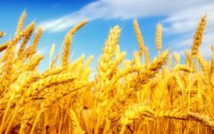 آغاز برداشت گندم از مزارع شهرستان لالی
