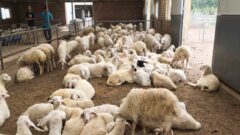 لزوم تامین تسهیلات برای توسعه بزرگترین واحد پرورش گوسفند خوزستان
